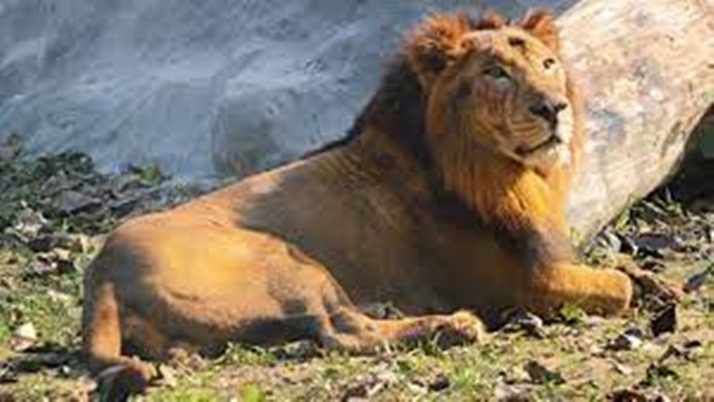 Man enters a lion's cage at Alipore Zoo Injured