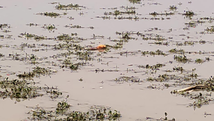 What are the two bodies of the 'corona attack' in the Maldah Ganges! Police investigating