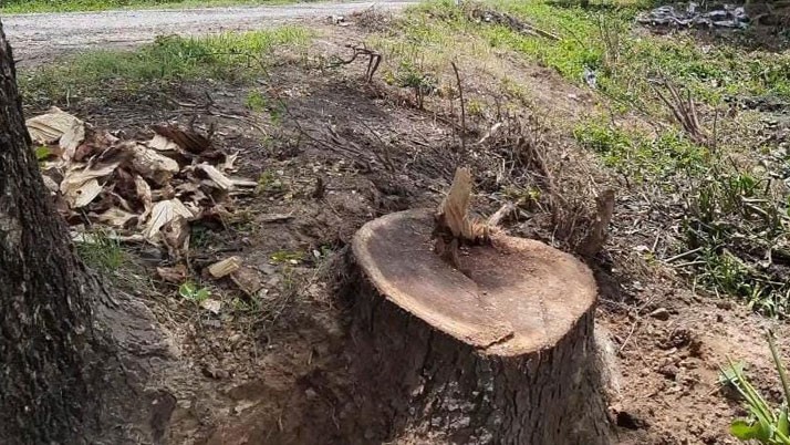 East Burdwan Trinamool leader seeks administration to probe tree theft worth crores of rupees