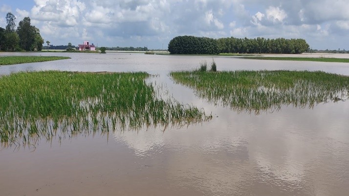Crops worth crores of rupees are wasted in East Burdwan