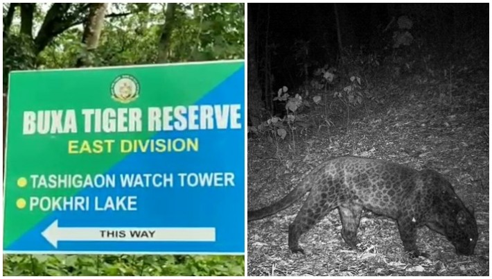 Meet the fierce Black Panther seen in North Bengal Black Panther