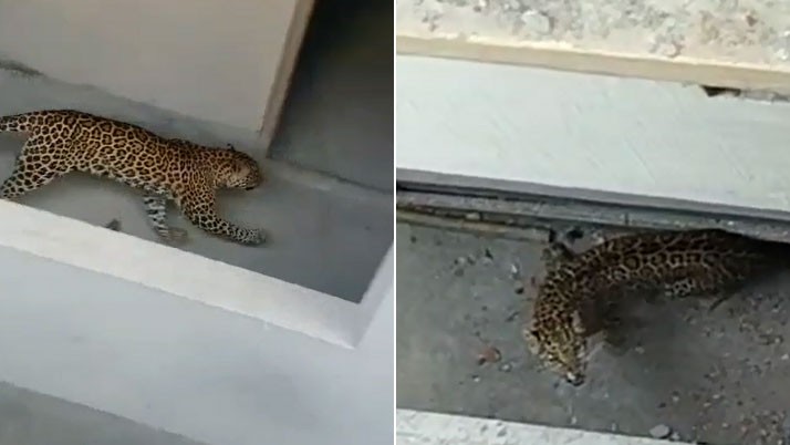 Near the city in terror of the leopard, the sleeping bag is crammed