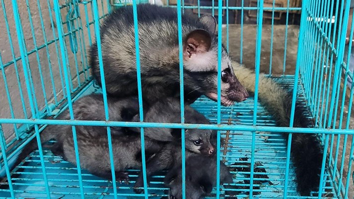 5 Gandhagokuls including cubs rescued from the locality