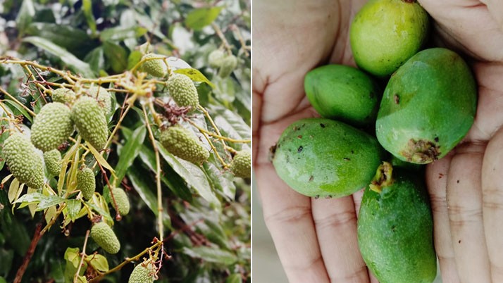 Heavy hailstorm in Jangipur, relief in hot weather but worries on the forehead of mango-litchi farmers