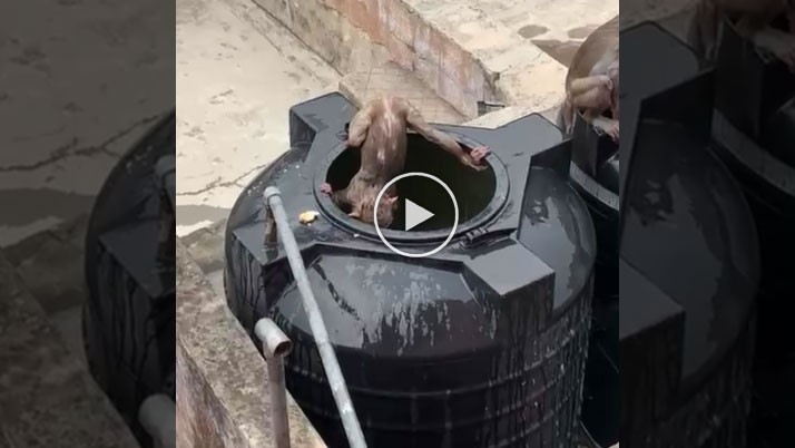 There was a video of monkey's are diving into the water tank in intense heat