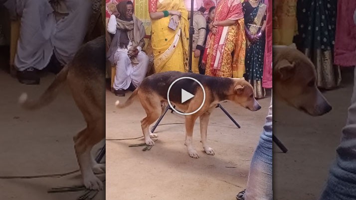 Domestic dogs dancing to the beat of people, watch that funny viral video