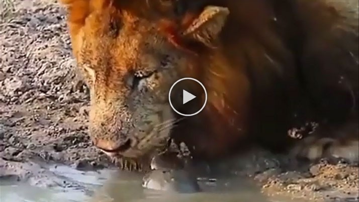 The king of beasts is retreating from the aggression of the little tortoise, you will want to watch this video