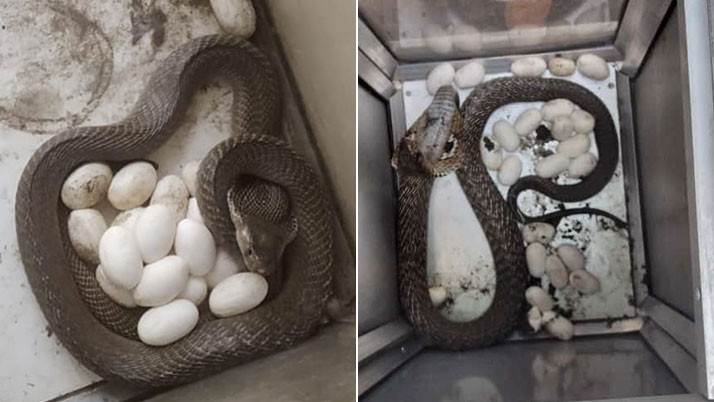 Forest workers rescued several poisonous snakes including numerous eggs and kept them in custody