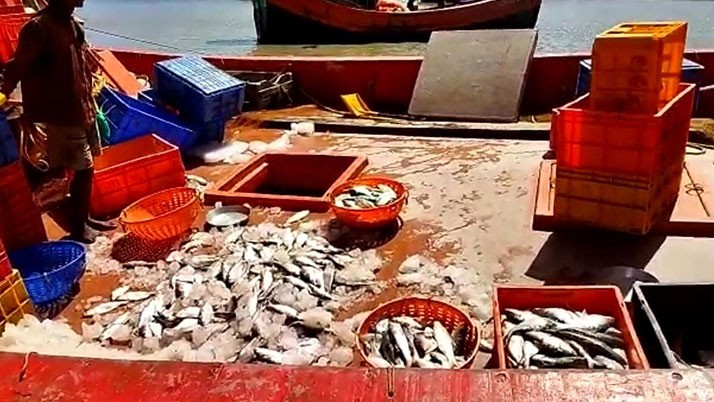 Sundarban fishermen started to see the face of hilsa after a month of drought