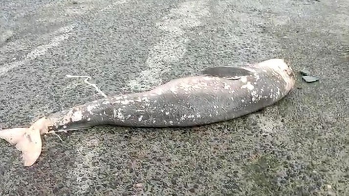A dead dolphin washed up on Digha beach