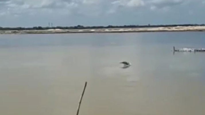 Dolphin sighting in Damodar. Crowds of eager people, intoxicated with various games in their minds, lay on the banks of the river