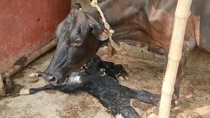 The birth of a rare shaped cow is the sensation in the Vatar of East Burdwan
