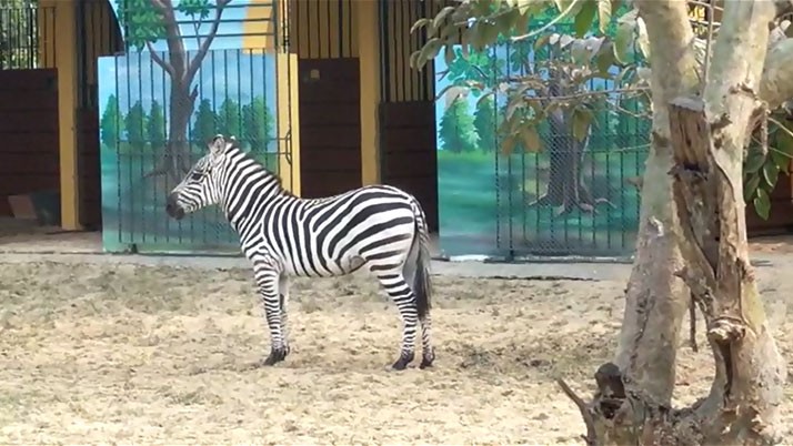 This time the zebra will meet in Newtown, with more guests coming in the new year