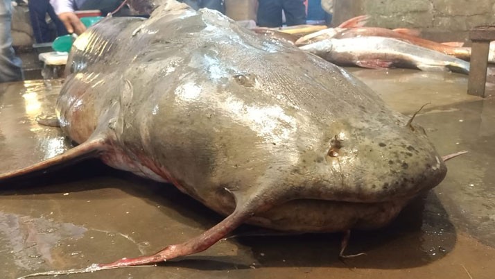 Giant fish in the Ganges of Malda, Tremendous excitement