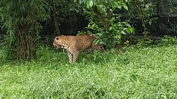 Why is the cheetah brought from South Africa dying? kuno national park