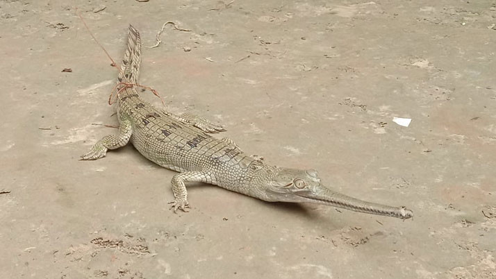 After the crocodile, the Gharial was caught in the Ganga, and there was an uproar in the village of Maldar