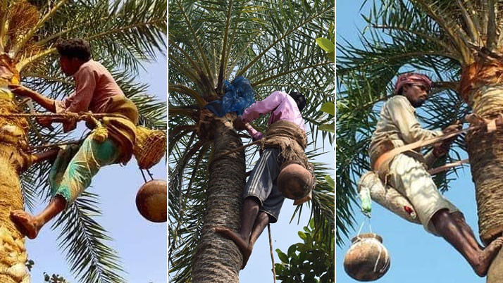 At the beginning of winter, farmers are busy collecting sap from Date trees in South Dinajpur district