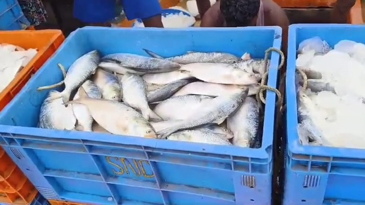 The price of hilsa fish may decrease in the market