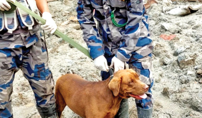 nepal-disaster-indian-labrador-samba-rescue