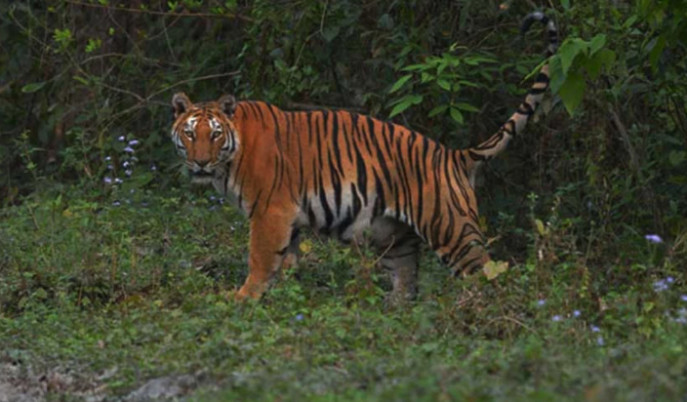 buxa-tiger-reserve-tigress-from-balmiki-tiger-reserve