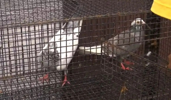 galiff-street-pet-market-calcutta-high-court-ban-illegal-pet-sell